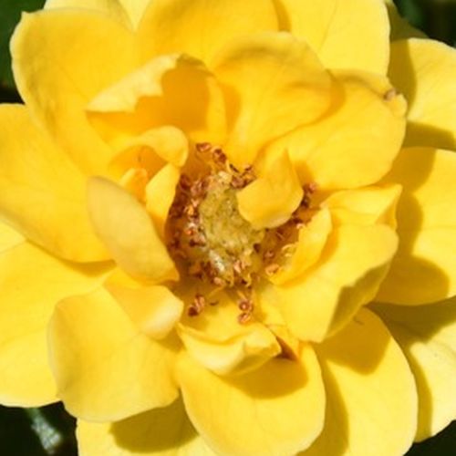 Sárga - Rózsa - Luccy® - Online rózsa vásárlás